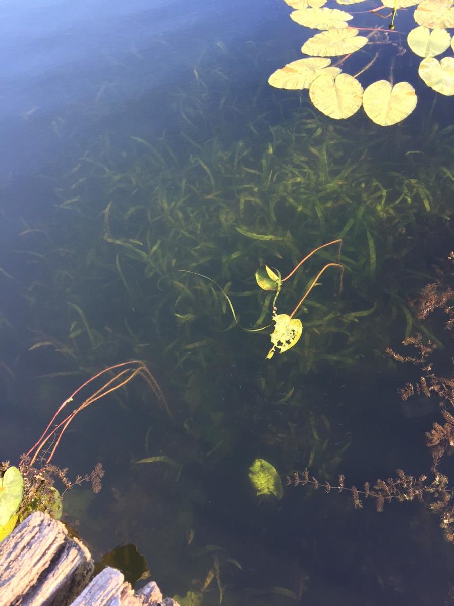 mywdocs's tweet image. #motherrussia #tetkino #Тёткино #travel #Russia #россия #коровиймост