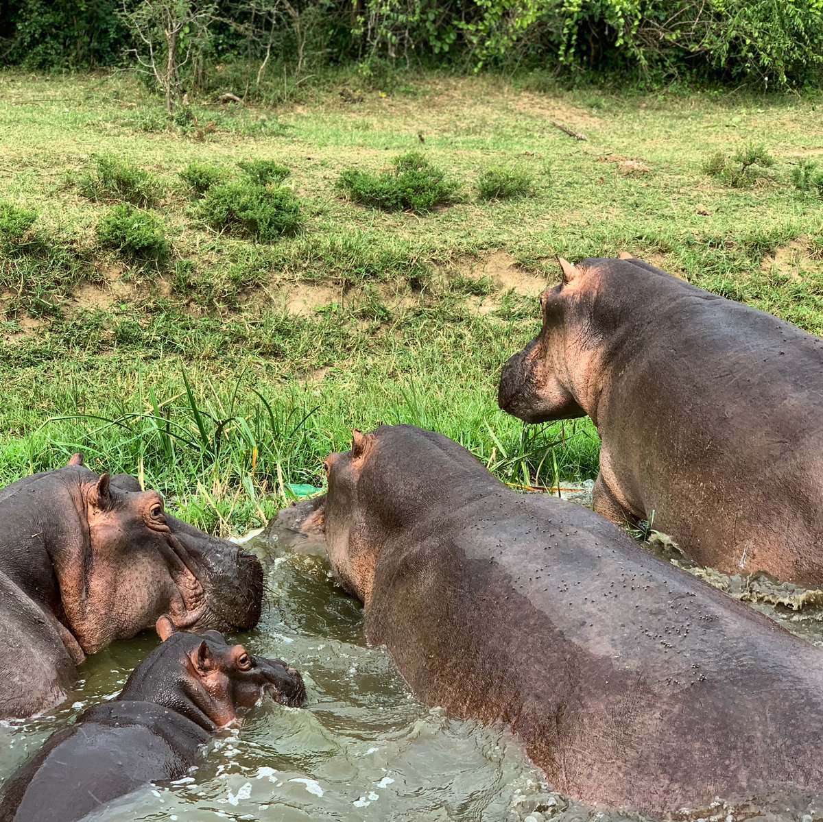 Kyangabi Crater Resort On Twitter Upclose The Name Hippopotamus Comes From The Ancient Greek Word Hippopotamos Which Means River Horse Hippopotamus Hippos Qenp Queenelizabethnationalpark Kyangabi Boatcruise Kazingachannel Https T Co