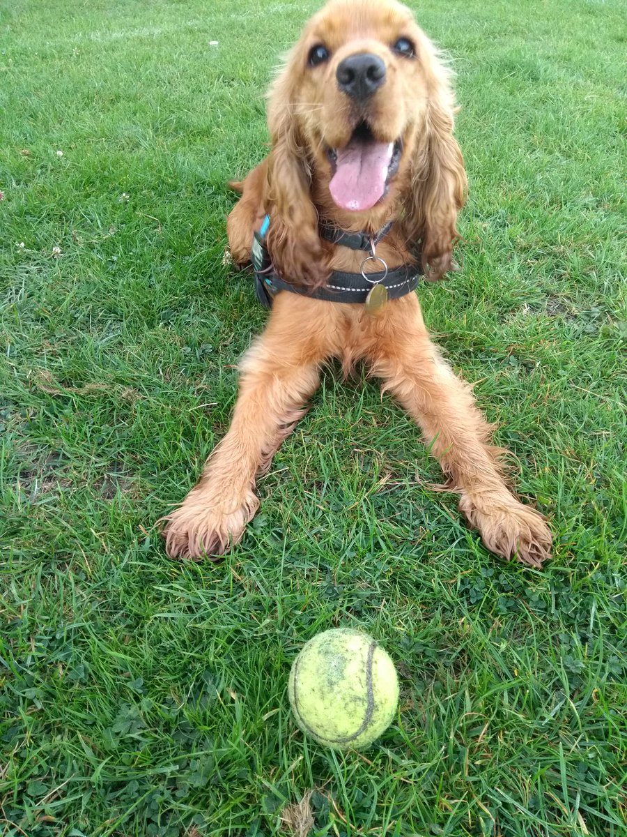 rhubarbfourpaws's tweet photo. Happy Friday! https://t.co/sbsqGhhOx8