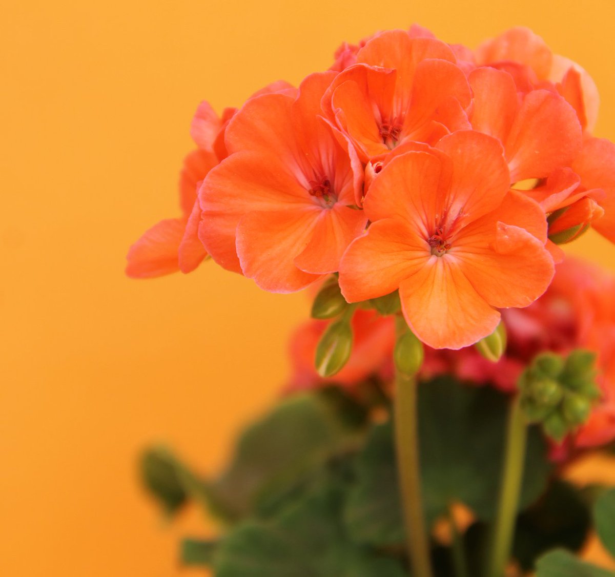 Hay colores que son VERANO100%

Lo bueno, es que el geranio nos regala sus flores durante muchísimo más tiempo 😁💚🧡

#Pelargonium #Geranio #Floresbonitas #plantasquesignificanmucho