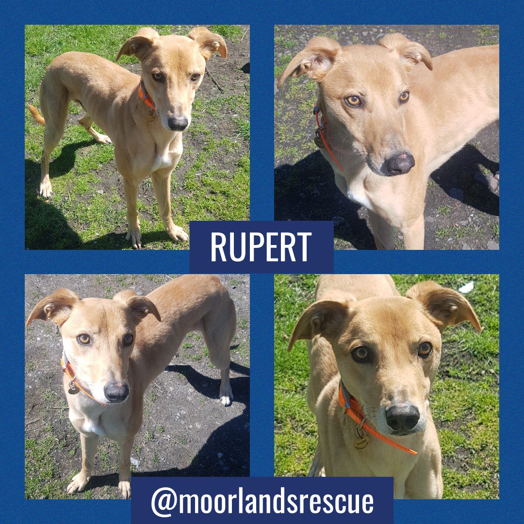 Nightowl400's tweet photo. Looking for a new #pointypal to make your life complete today then check out Rupert @moorlandsrescue he's a fab lad looking for love β€ Email Sue at moorlandskennels@hotmail.com for more info #TeamZay #RESCUE #adoptdontshop #Shropshire #adoptme #DOGS https://t.co/xoUOrcNxwR
