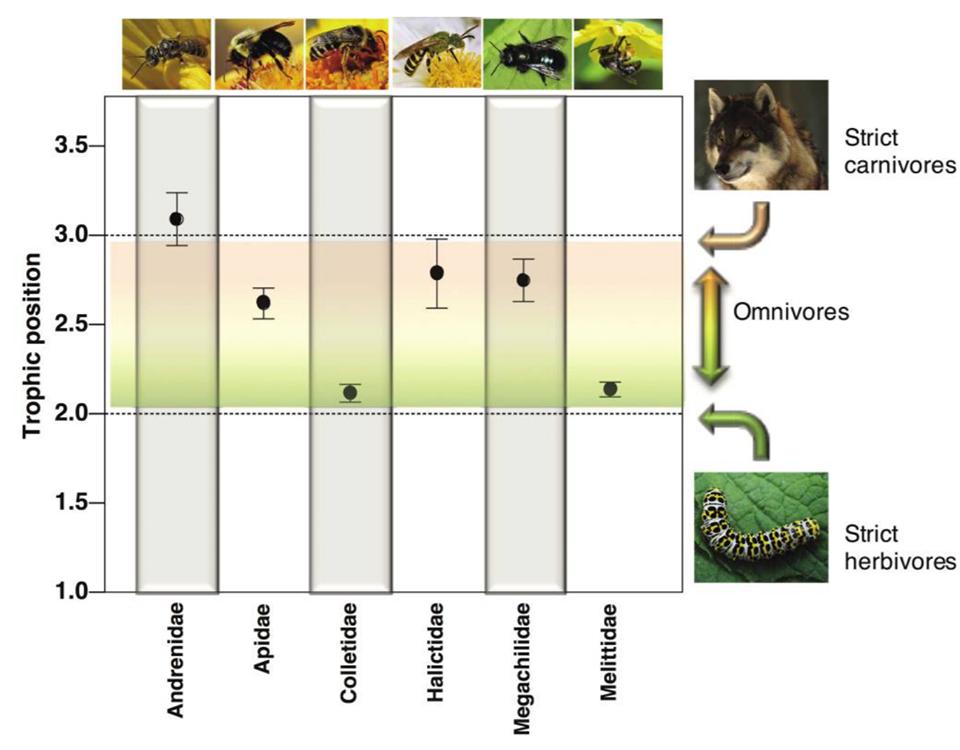 In this recent study, bees are shown to be omnivores that derive much of their nutrition not just from pollen and nectar but from the abundant microbial communities which feed on the pollen before it is consumed by bee larvae. (Steffan, et al. Am. Nat. 2019. Vol. 194, pp 414–421.