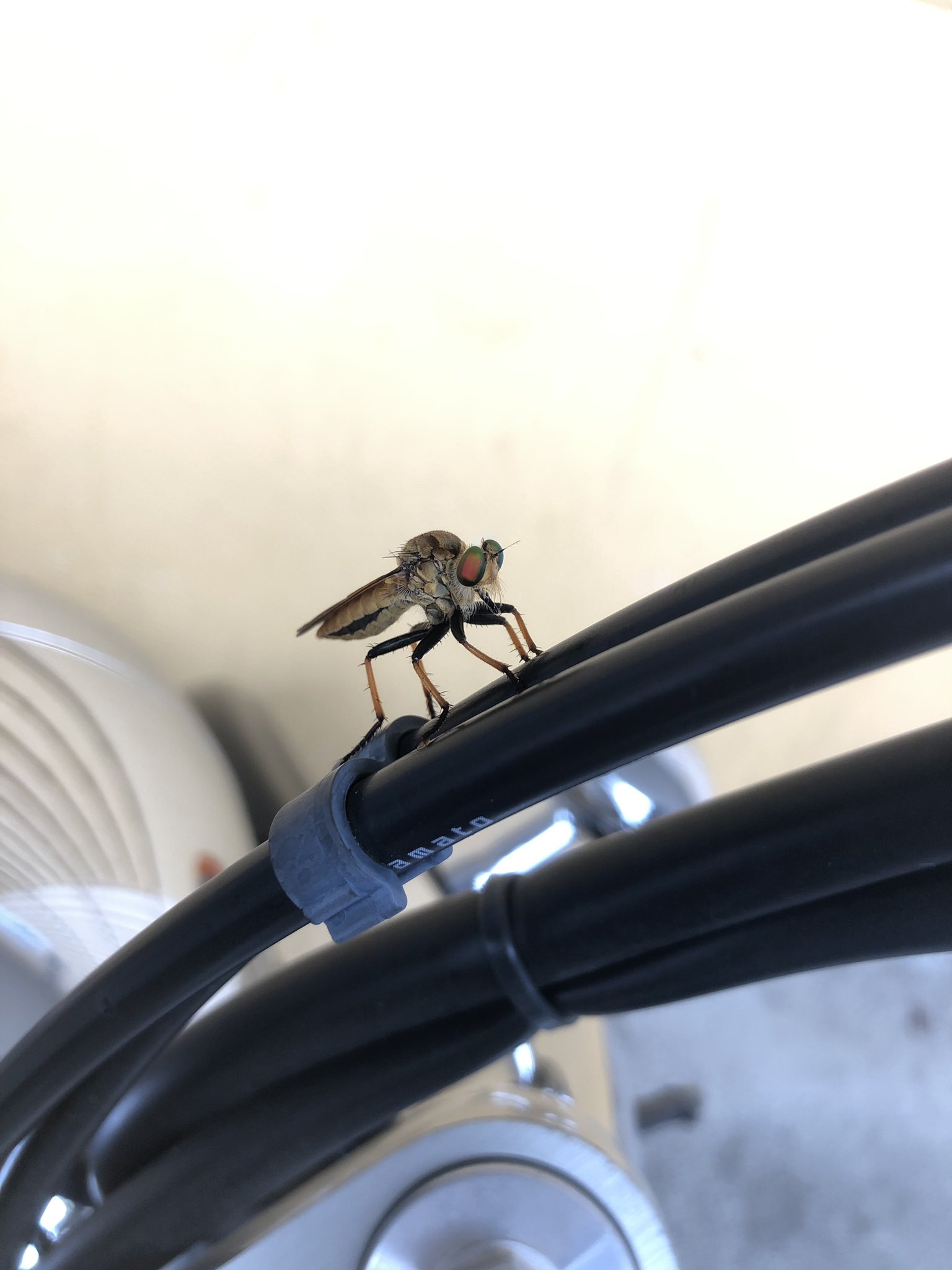 羽貫ユキ あんまり見たことないような虫くんがバイクに止まってる なんか昔の 仮面ライダー みたいに目が赤くてカッケェ まさかお前仮面ライダーか 教えて 昆虫博士ー 虫取り少年 T Co Rzv29mm3h9 Twitter