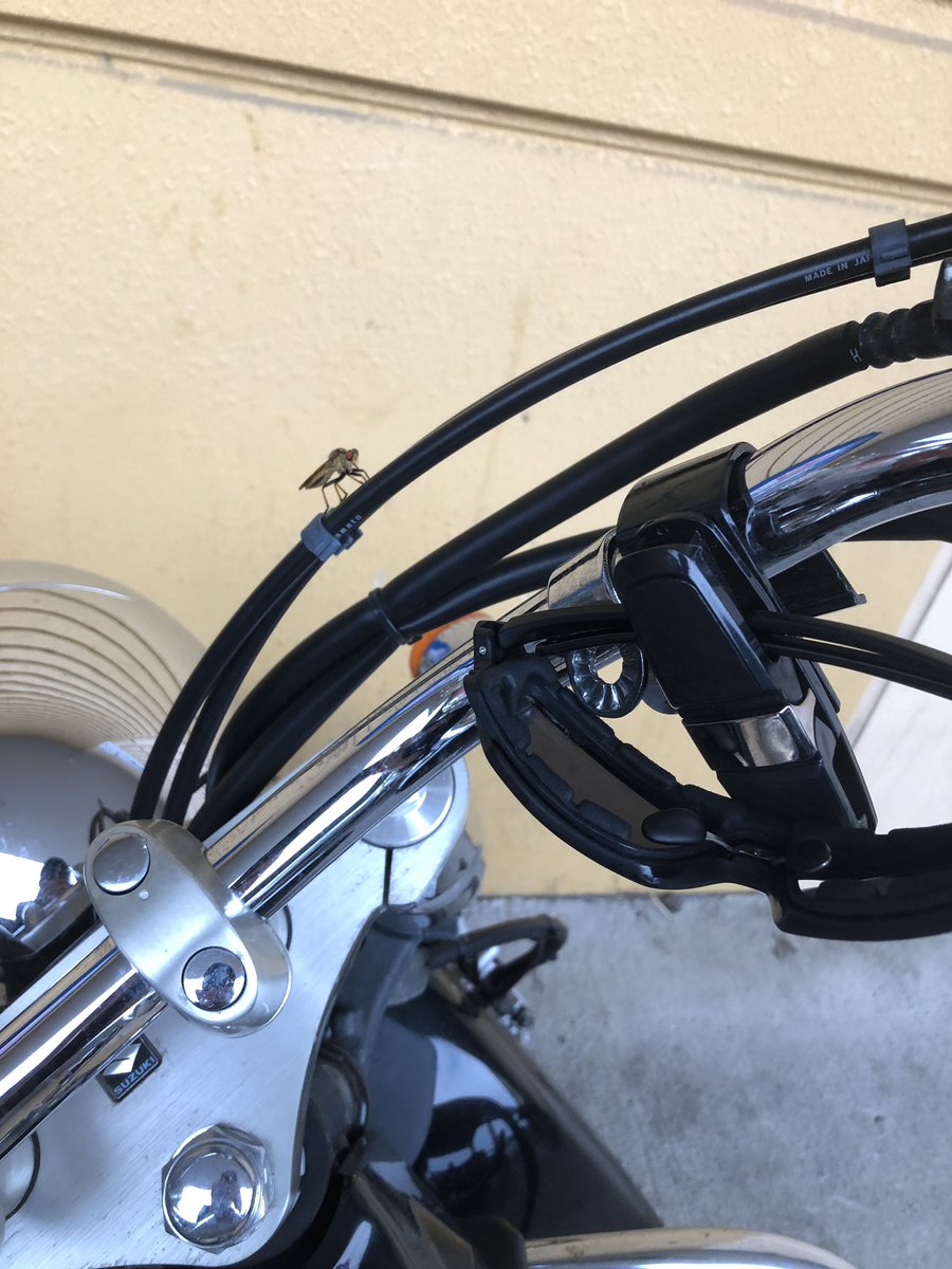 羽貫ユキ あんまり見たことないような虫くんがバイクに止まってる なんか昔の 仮面ライダー みたいに目が赤くてカッケェ まさかお前仮面ライダーか 教えて 昆虫博士ー 虫取り少年 羽貫ユキ あんまり見たことないような虫くんがバイクに止まってる なんか昔の 仮面ライダー みたいに目が赤くてカッケェ まさかお前仮面ライダーか 教えて 昆虫博士ー 虫取り少年