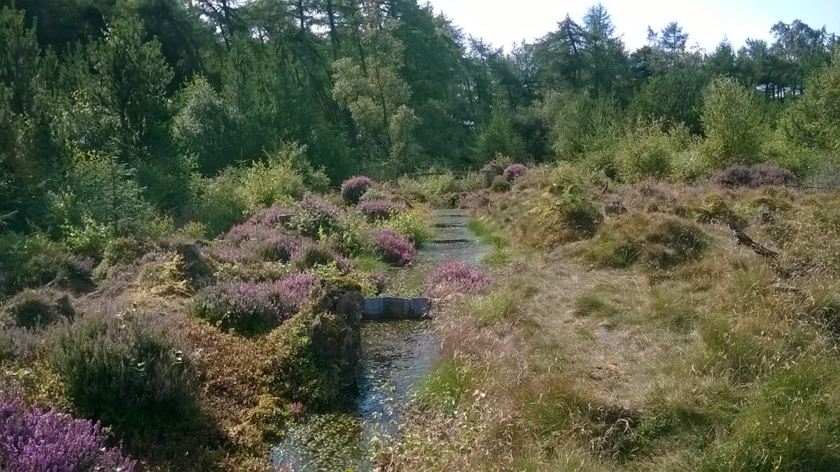 A good day at #Hotspot #Portmoak Moss yesterday with @WoodlandTrust & @PortmoakCW to organise volunteer day in Oct - making new #dragonfly pools! More info soon! @SNHnortheast @raisedbogsLIFE @nature_scot @BuglifeScotland @TCVScotland @VolScotland @PKAVScharity @BDSdragonflies