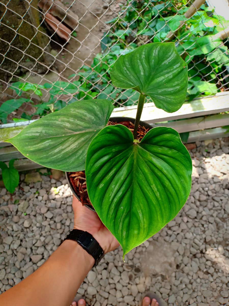 CvFlora's tweet photo. https://t.co/4wF24RtvdM