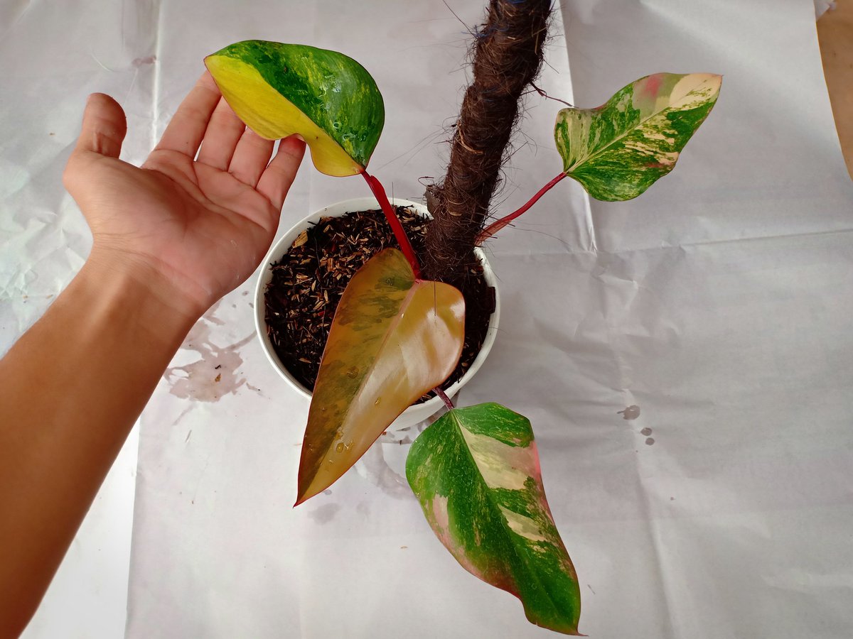 CvFlora's tweet photo. https://t.co/4h5nPyPUOw