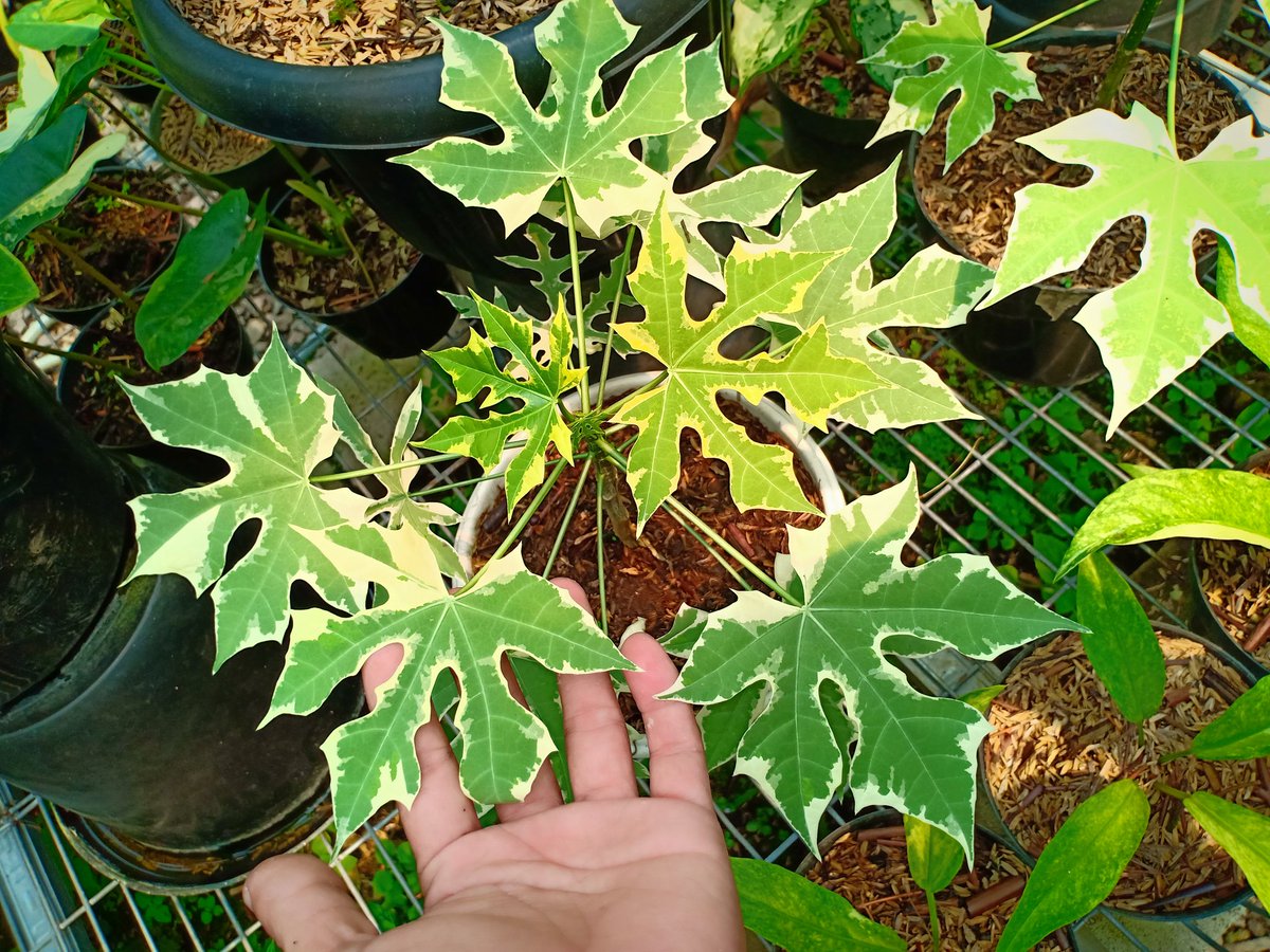 CvFlora's tweet photo. https://t.co/4h5nPyPUOw