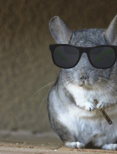 EvasChin's tweet photo. Me on a Friday. Chinchilla 😎 #chinlife #chinchillin https://t.co/6PZ2KmzBxM