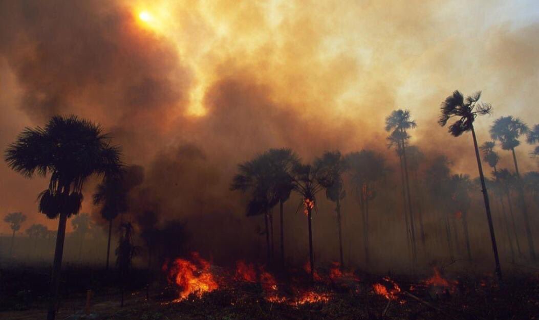 vedhamputhumai's tweet image. பன்னாட்டு நிறுவனங்களுக்கு வனங்களைப் பங்குப்போடும் இடைத்தரகர்களாக அரசாங்கங்கள் உலகம் முழுவதும் செயல்பட்டு வருகிறது. அமேசானிலும் சரி, குரங்கணியிலும் சரி, வனக்காவலர்களாக இருக்கும் பூர்வக்குடியினரை அப்புறப்படுத்துவதே தீ உருவாக்கப்பட்டுள்ளது என்பது நிதர்சனம்.
#amazonforestfire