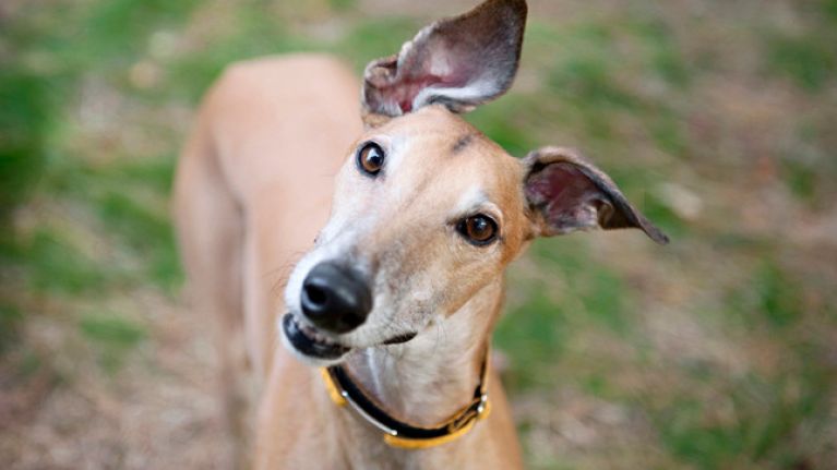 NeuroHounds's tweet photo. Is there any advice and guidance out there on the specific safety checks prior to introducing animals into therapy? 
@RGTDunrunnin @CornwallRGT @RgtDudley @RGTHillview @SitRGT @BordersRGT @GAPNSW @GTPelawGrange @greyhoundtrust https://t.co/20rEtbgBUE