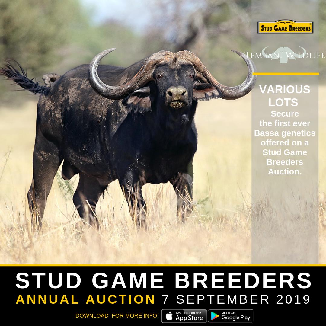 Stud Game Breeders tweet media