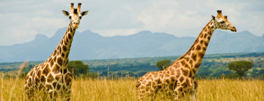 LoveUgSafaris's tweet photo. It is with no doubt that #Kideponationalpark is one of the most beautiful destinations in #Uganda, with the unique sweeping plains overshadowed by the Narus valley and covered by #Morungolemountain, a home to the mysterious IK community
its a must not miss on a #safariinuganda https://t.co/wfyCRuVWc3
