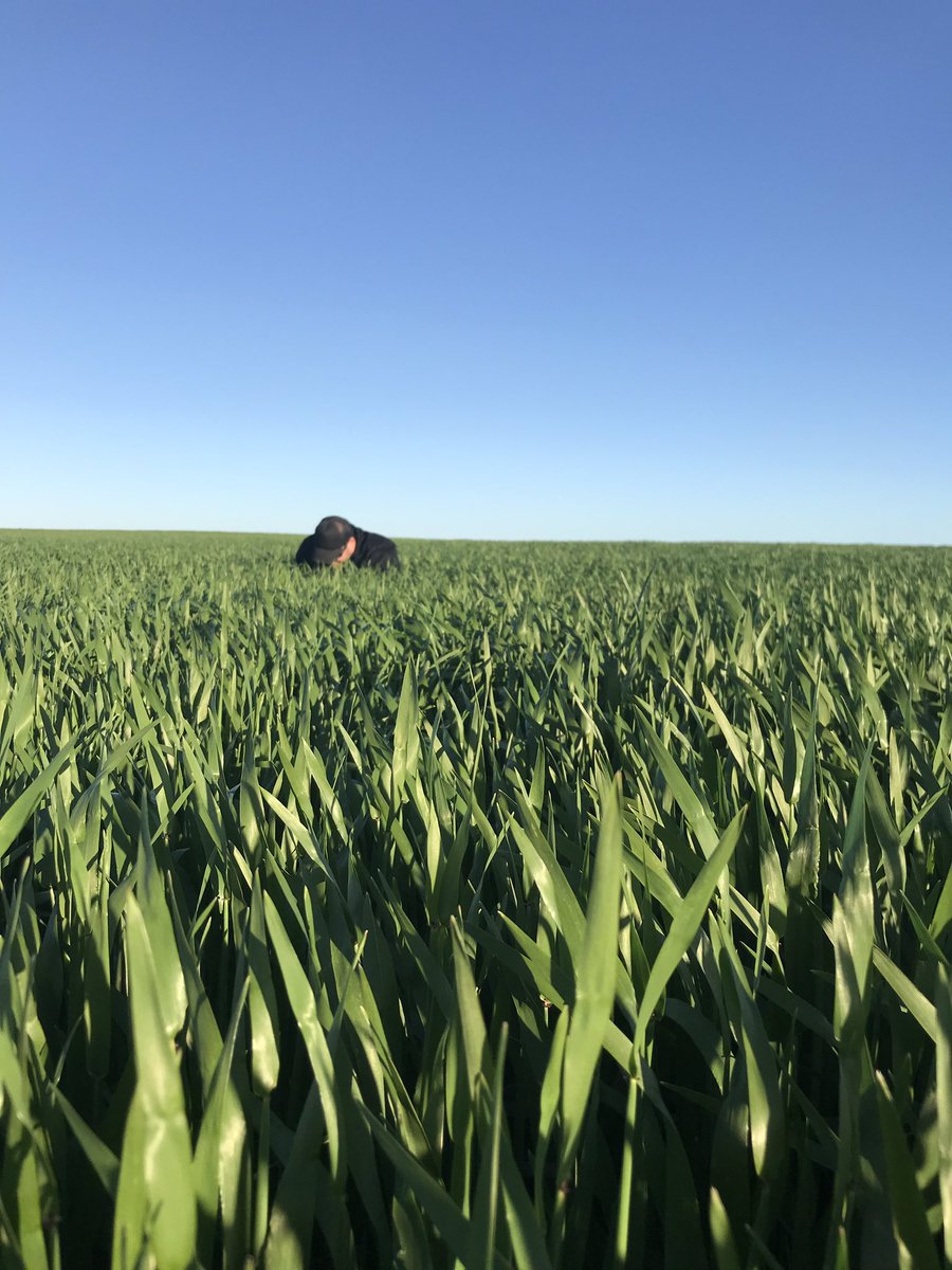 Systiva + propiconzole fungicide program showing impressive results on large biomass Barley <a href="/SeanM_DMAg_SA/">Sean Matthewson</a> <a href="/SeanM_DMAg_SA/">Sean Matthewson</a> <a href="/brettbarker92/">Brett Barker</a>