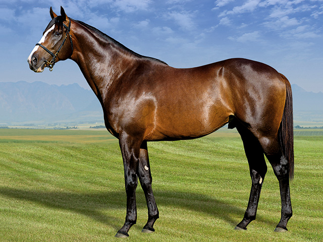 Summerhill_Stud's tweet photo. Simply the best! Jet Master, one of South Africa's greatest sires of modern times! Get your own Jet Master "magic" with Lance who stands at Summerhill Stud.
“As champion trainer Sean Tarry said of Lance: "Ticked all the boxes – Ability. Pedigree. Conformation”
#Lance #JetMaster https://t.co/2QfbysYdeE