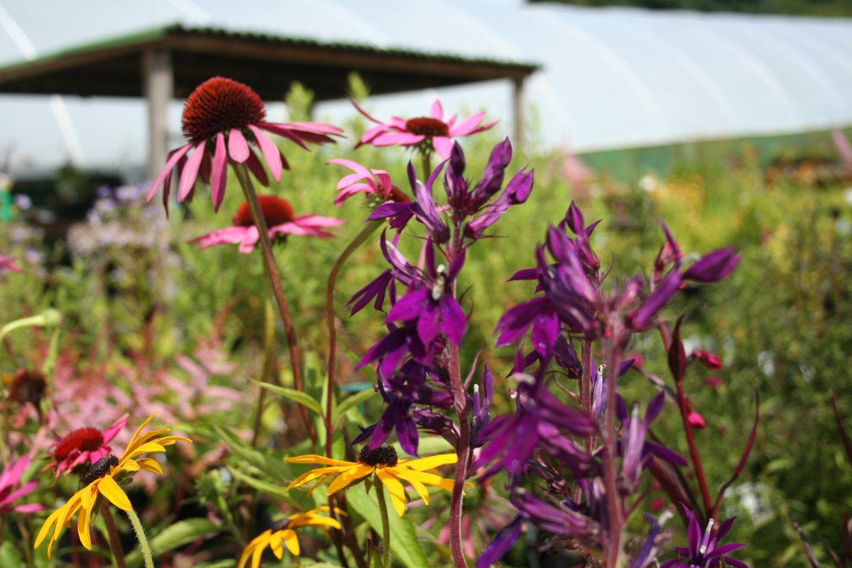 Fertilefibre's tweet photo. RT @BluebellCottGdn: Bluebell Cottage. Open all #BankHolidayWeekend 10am-5pm with 10% off all plants bought over the counter!
#partnergarden #GW2for1 #plasticfree #peatfree #Cheshire https://t.co/TDdWDJggPx