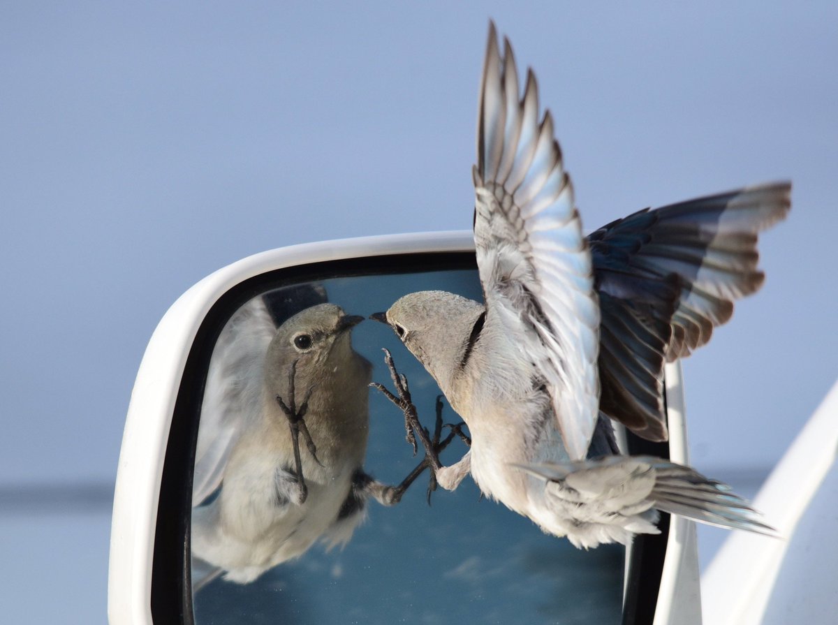 If mountain #bluebirds see their reflection in a mirror, they may attack it. This is common in car mirrors. To protect birds from hurting themselves, you can turn your car mirrors in or place bags over them. More: ow.ly/Hb3950vFT6Z 📸:<a href="/USFWS/">U.S. Fish and Wildlife Service</a> #SeedskadeeNWR