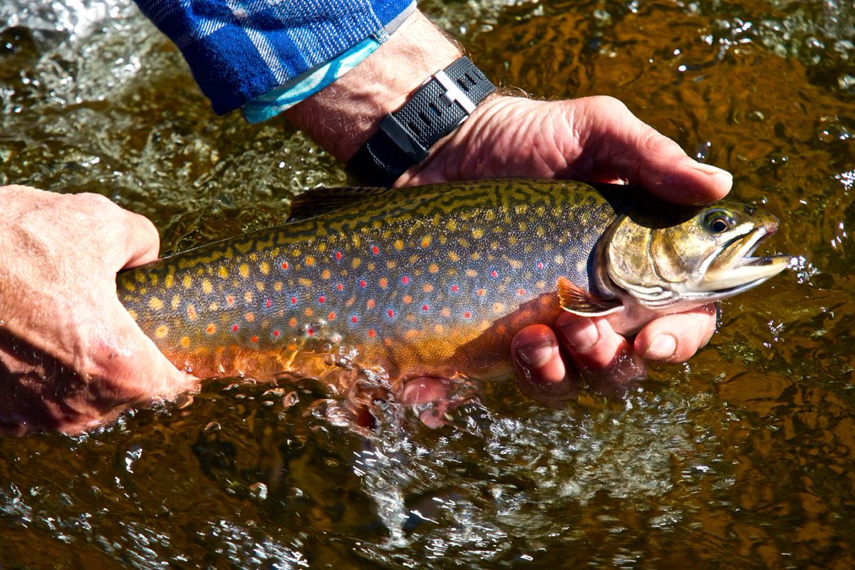esnagami's tweet image. cabin14.ca/blog/field-jou…
#flyfishing #brooktrout #fishing #lodge #esnagami