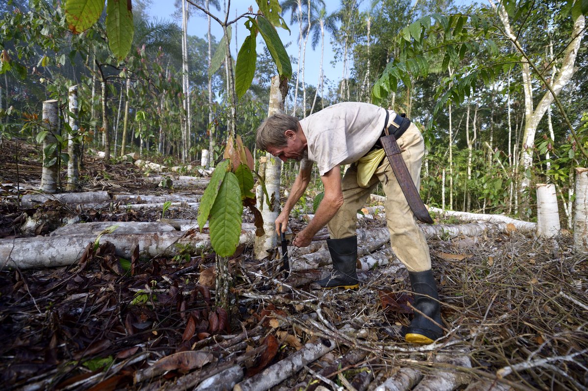How can we regenerate forest and water? Ernst Götsch explains us in #AmazonianFuture #PrayforAmazonia #AmazonFire
