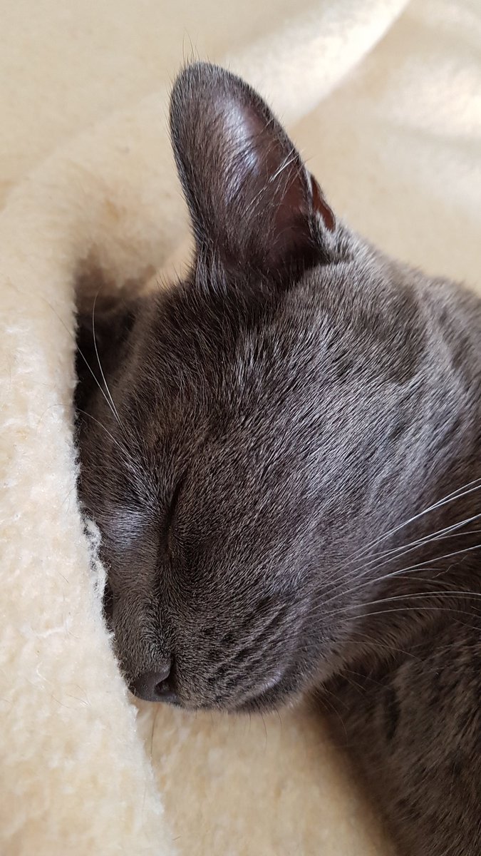 Hanns231's tweet photo. #gatodormilon no se puede tener mejor vida que dormir 20 horas al día, #catsofinstagram https://t.co/Uf9i5WIaxi