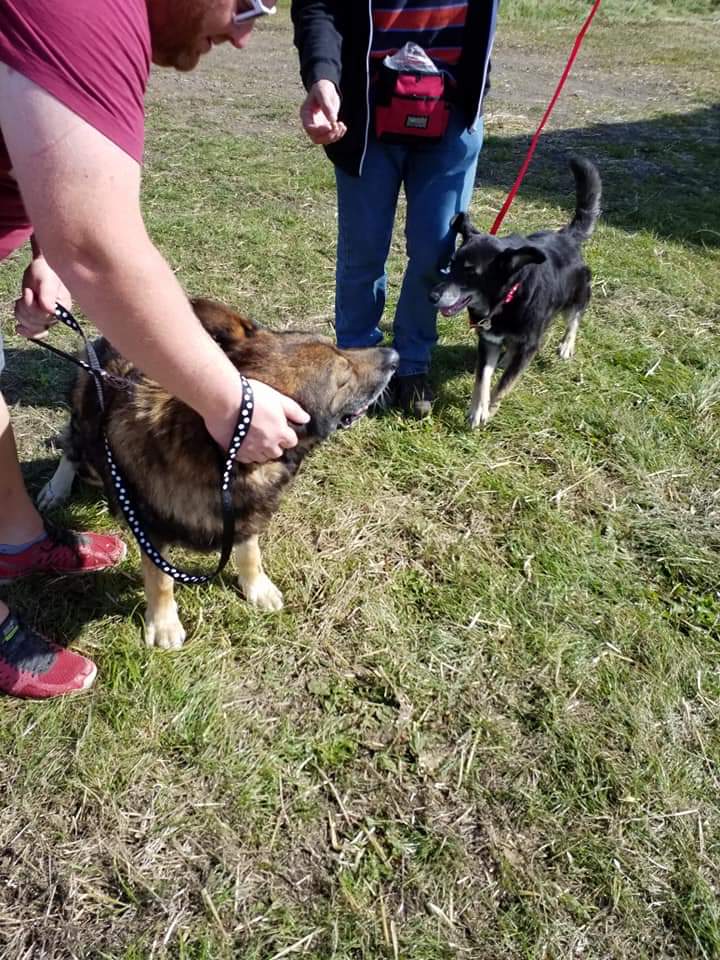 PeterPeGsd's tweet image. Sabre And Bailey @gsrescueelite #Lincolnshire kennels looking for a pad together so Sabre can be built up and Bailey can recover from surgery. 10yrs old they deserve better. #GermanShepherd #FosterFirst #FridayThoughts #dogs 
gsrelite.co.uk/sabre-and-bail…