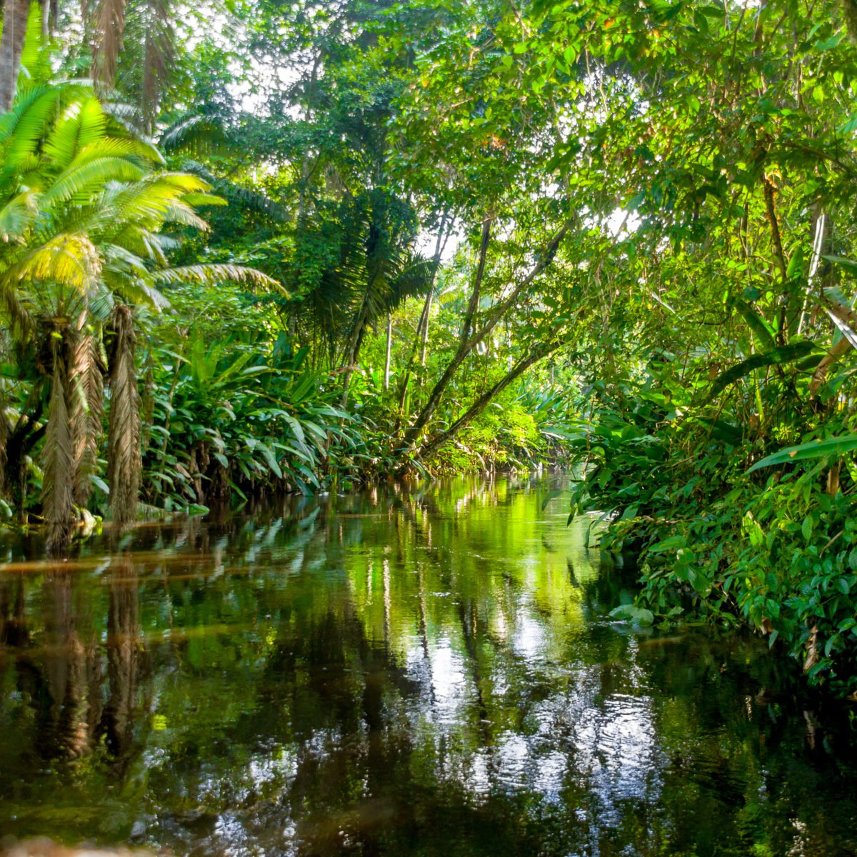 CajaTATA's tweet photo. Vamos a desmentir un bulo: el Amazonas no es el "pulmón del planeta". Abro #biohilo: https://t.co/gZ1xozv3Hu