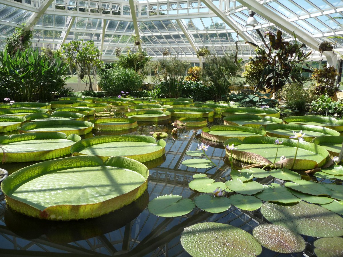 TurismoFlandes's tweet photo. Despliega tus alas! Mañana el Jardín Botánico de Meise abrirá hasta medianoche para disfrutar de las flores y animalillos nocturnos y un picnic bajo el cielo estrellado. Y el domingo qué te parece pasear por el bosque lleno de rocío? (c)PlantentuinMeise https://t.co/YKRtzu5UKR https://t.co/xb4AOXMYW2