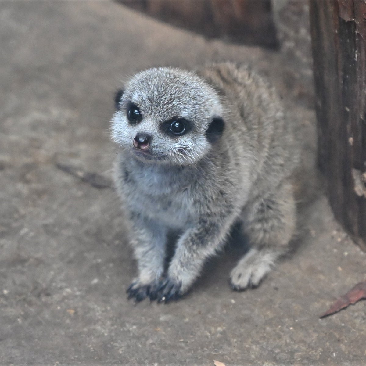 空白寺 ミーアキャットの赤ちゃんがかわいい 井の頭自然文化園