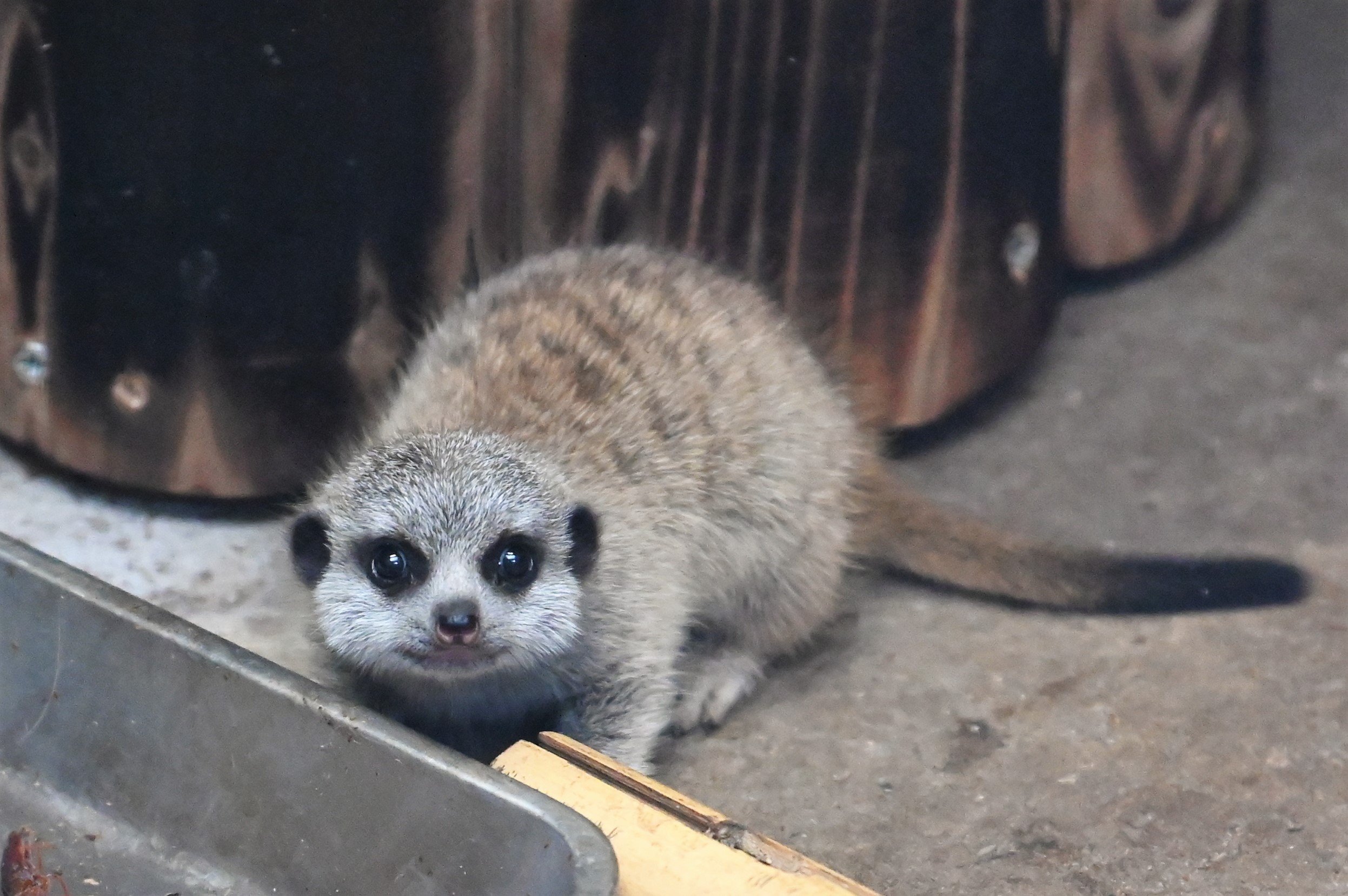 空白寺 ミーアキャットの赤ちゃんがかわいい 井の頭自然文化園 T Co Ybmwvt8lf0 Twitter