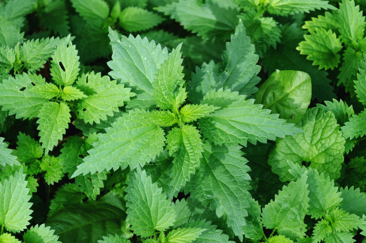 LiveLightHerbs's tweet photo. Nettle: Leaves rich in a wide variety of nutrients (Vitamin A, vitamin C, iron, calcium, amino acids, polyphenols &amp; much more.) They are known to encourage healthy blood flow,  reduce inflammation, &amp; cleanse the kidneys. This makes them an excellent skin inflammation remedy. https://t.co/KAkRLLMLEV