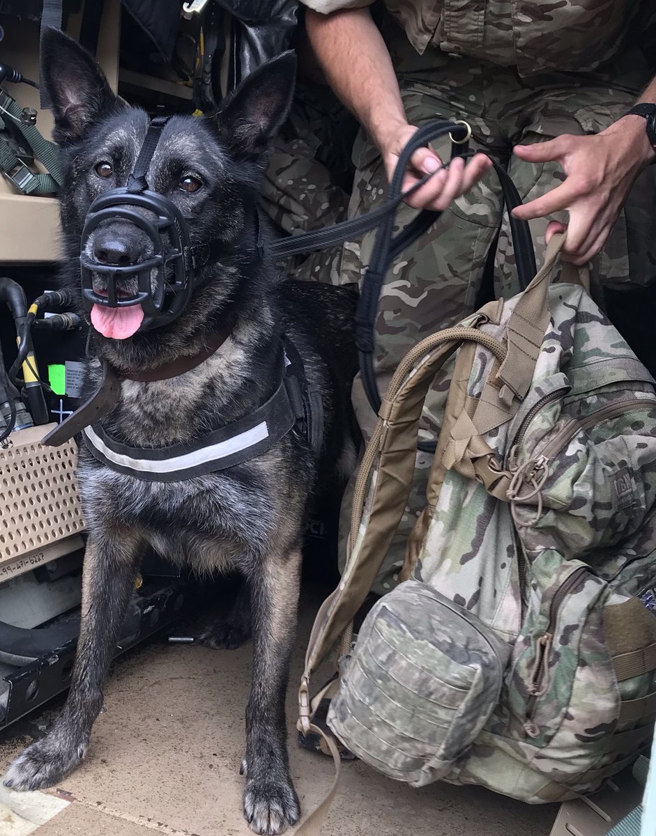 RobColquhoun5's tweet photo. Adding a literal bite to our pack of foxhounds vehicles. Integrating @1MWD_Reg capabilities into 3 SCOTS BG ahead of Ex WESSEX STORM. #GettingCosy #doglovers #Biteisworsethanthebark #Nemomeimpunelacessit #JockStrong @3SCOTS_CO @The_SCOTS @Fighting51st https://t.co/28n3EyshjP