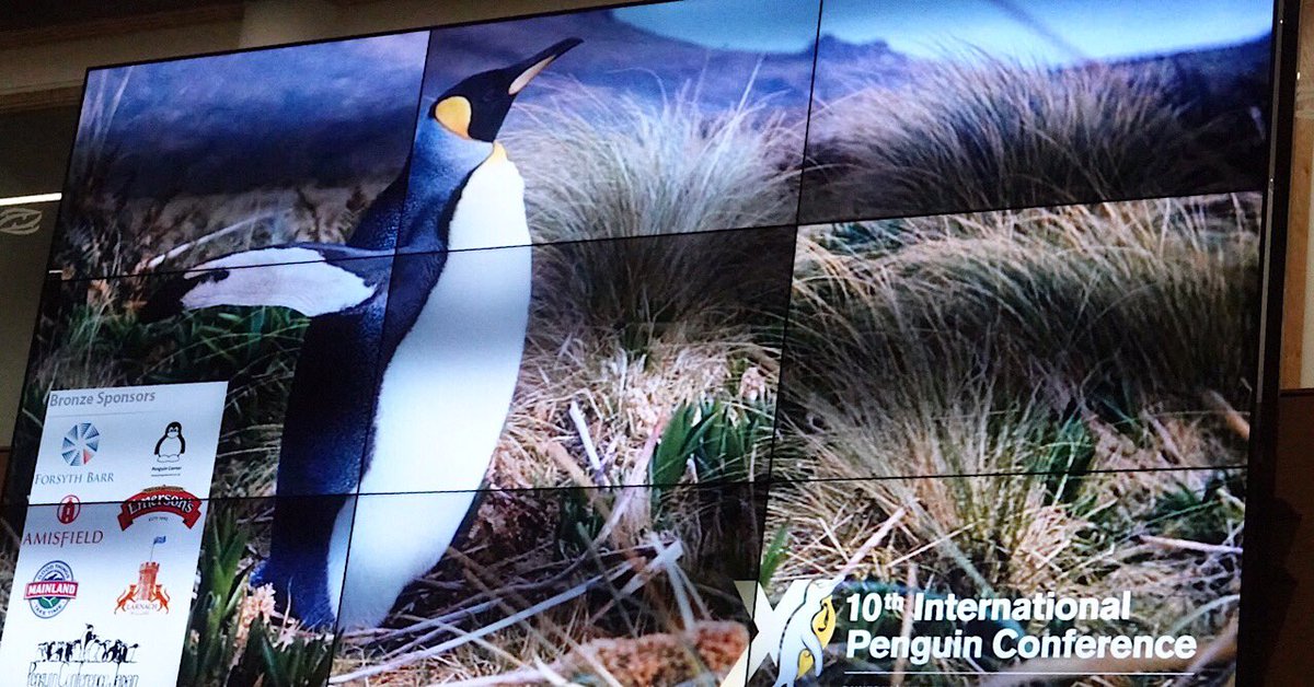 KagiyaIzumi's tweet photo. 第 10回国際ペンギン会議、 交流日レポート #ipc10
国際ペンギン会議は、オタゴ大学のロイド・デイビス博士 (当時学生 )が提案し、担当教授であったジョン・ダービー博士とともに1988年に 始まった世界初のペンギン専門家会議。
以降 、2年に1度持ち回りで開催され、 10回目に再び戻ってきた。 https://t.co/atnAlkXmAu
