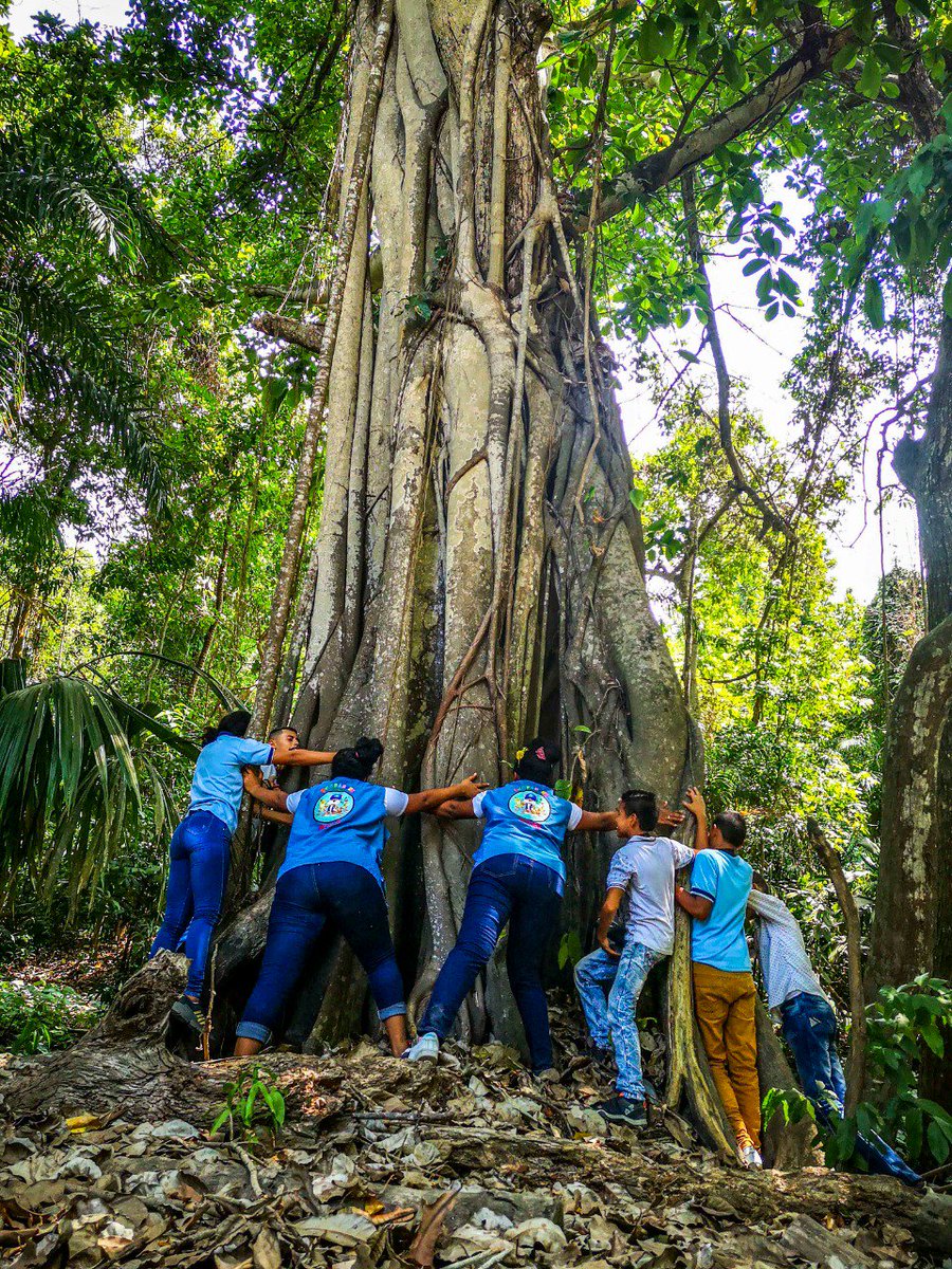 GiovannyPulido's tweet photo. Sigamos realizando el homenaje a la Amazonia, somos más los que queremos proteger nuestra naturaleza, los invito a seguir subiendo fotos de nuestros árboles con el numeral #AmazoniaChallenge https://t.co/tnWhjs2zaK