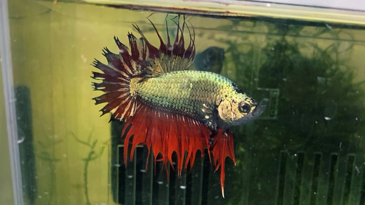 ミルエル 水面スレスレ中 レッドカッパー プラカットクラウンテール ベタ