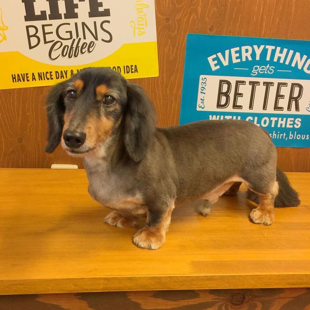 Sparkle ミニチュアダックスフンドのミュウ君 カットコースのご利用です 体は短くスッキリと 尻尾はライオンしっぽになりました トリミング 千葉 Dog ダックスフンド T Co Evaqh0auw7 Twitter