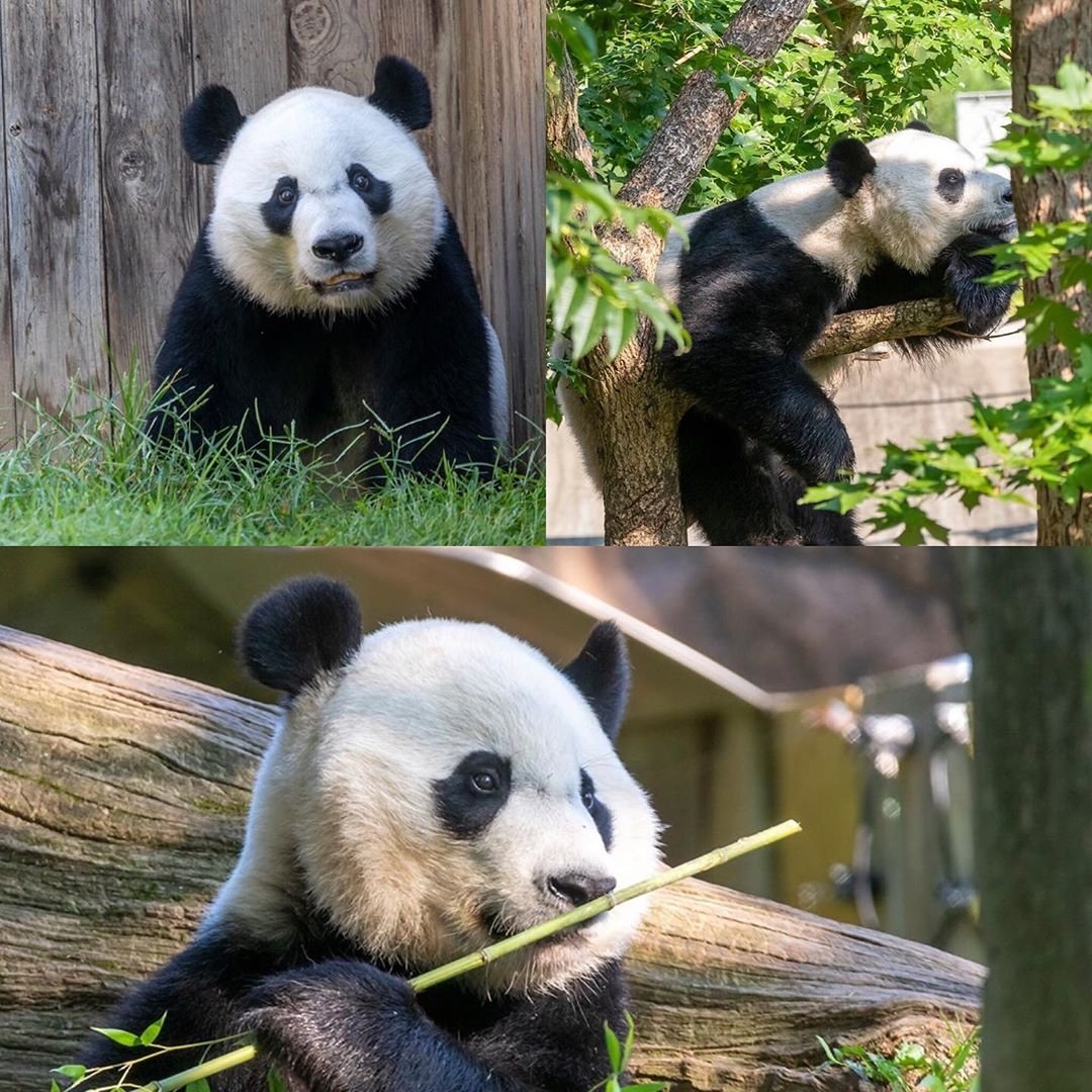 jeffjthompson's tweet photo. Repost from @dczoowalks #instagram - Wishing the happiest of birthdays to Bei Bei who turns 4 today!! Enjoy your celebration, Bei. - #panda #pandastory #pandalife #beibei #pandafansoninstagram #happybirthday #22aug19 4️⃣🍰🐼🐼🐼 https://t.co/6k0nEzo3Jf https://t.co/xQsNT8wMpq