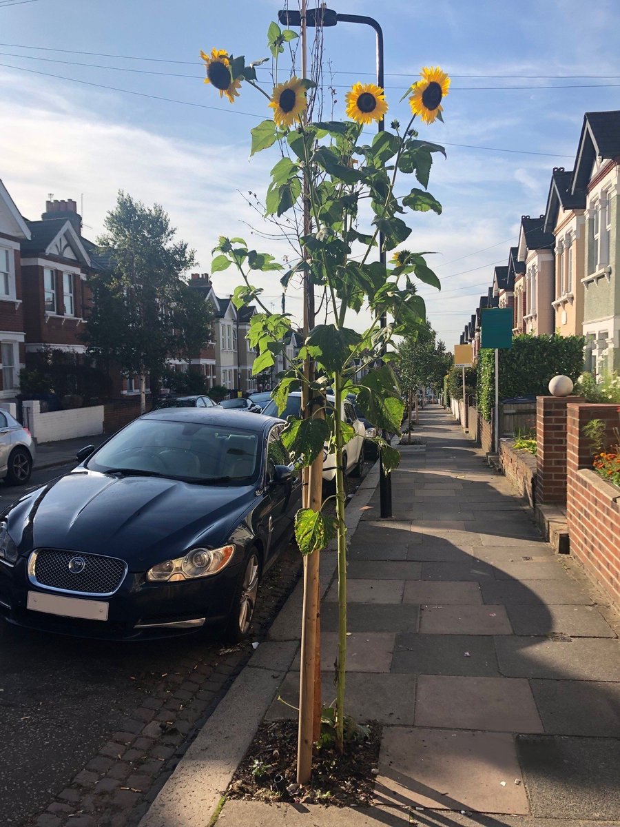 You know you are getting old when a beautiful sunflower really cheers you up of a morning.

Well done to whoever planted this chap on Berrymead Gardens, Acton, W3 a couple of months ago!

I feel like I should be saluting its glorious ascent. Quite lovely.