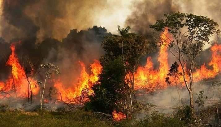 aye_Zindgi's tweet image. Pray for the Amazon
#AmazonOnFire 
#Brazil