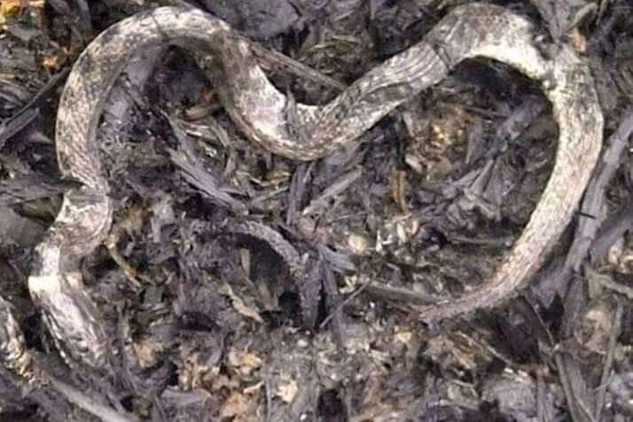 aye_Zindgi's tweet image. Pray for the Amazon
#AmazonOnFire 
#Brazil