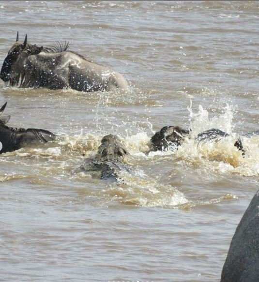 23 August 2019 Live #MigrationUpdate

Only one #wildebeest was lost to a #crocodile, a small price for the survival of thousands of other wildebeest.

Get the Latest Migration Live Updates straight to your inbox: bit.ly/2TMAyPW

#greatmigration2019 #mararivercrossing