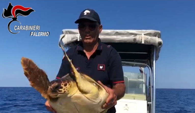 generalemilillo's tweet photo. _Carabinieri_: I #Carabinieri della Stazione di #Ustica, durante la navigazione in mare su battello pneumatico, hanno soccorso una tartaruga “caretta - caretta”, rimasta impigliata in un cumulo di rifiuti abbandonati in mare. In evidente rischio annegame… https://t.co/iC1Devyqfh