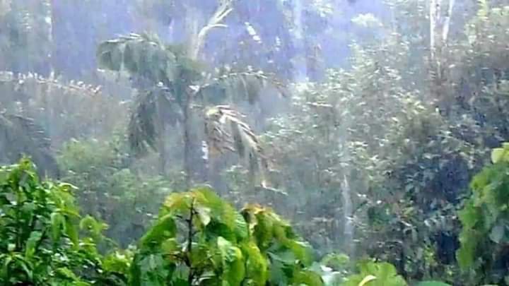 imKangkanSarma's tweet photo. “GOD IS GREAT"!
Finally it is raining in Amazon Rainforest. Thanks to GOD for save “Lungs of The Planet" Amazon.🙏🙏🙏
#AmazonFire #PrayForTheAmazon
#AmazonRainforest
#AmazonRain #savetheamazon #SaveAmazonRainforest #PrayforAmazonia https://t.co/tH7qRbNEfV