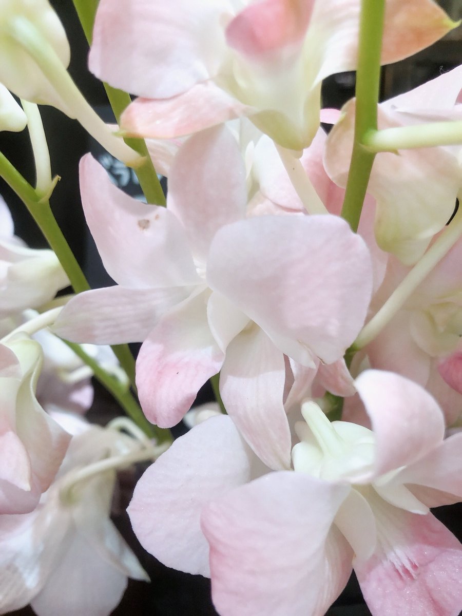 都市夫 デンファレ デンドロビウム ファレノプシス に いちごだいふく なんて品種があるんだなー 可愛いなー