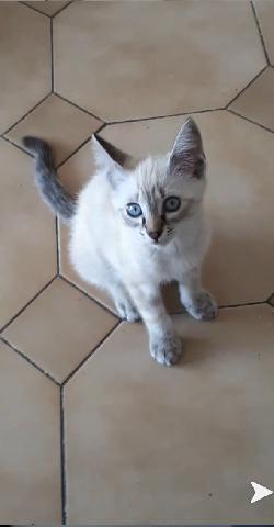 تويتر Alerte Animaux Perdu على تويتر Perdu Chat Blanc Beige Gris Nomme Patate A Cagnes Sur Mer 06 T Co 2femqjnu1v T Co Jqydxambuu