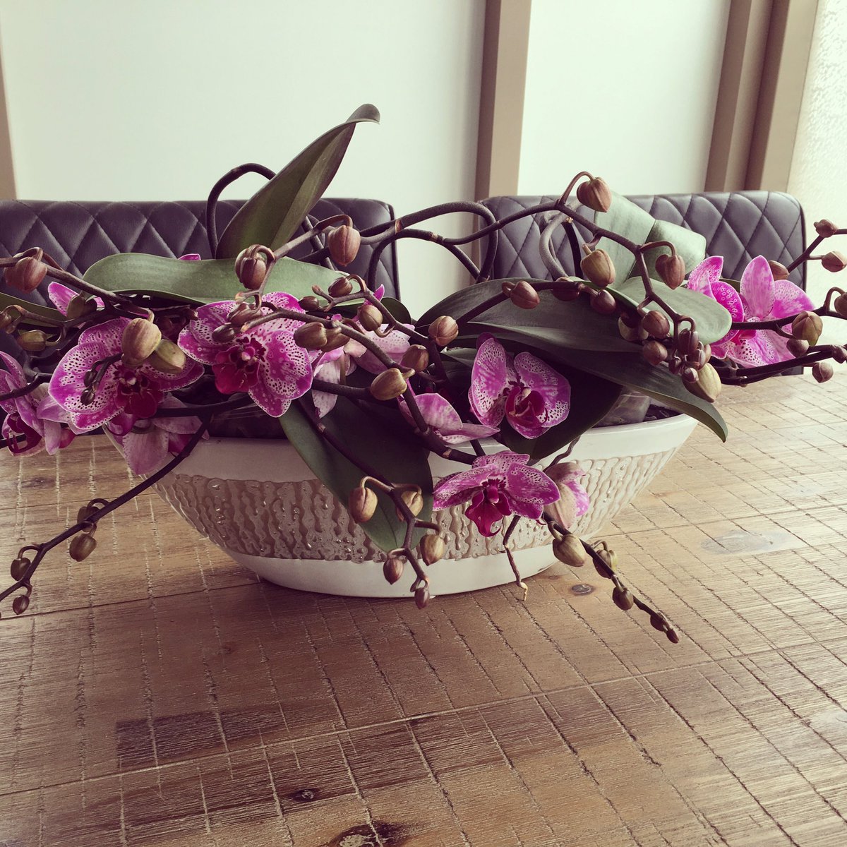 phalaenova1's tweet photo. Need some inspiration? Check our L’arrangeur d’orchidee https://t.co/o6dpYWIhVx