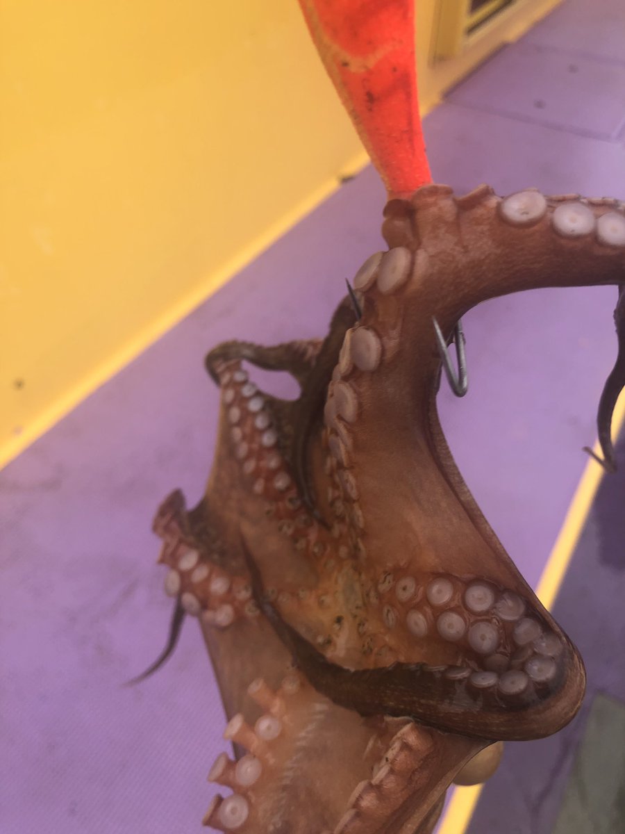 東京湾タコ釣り