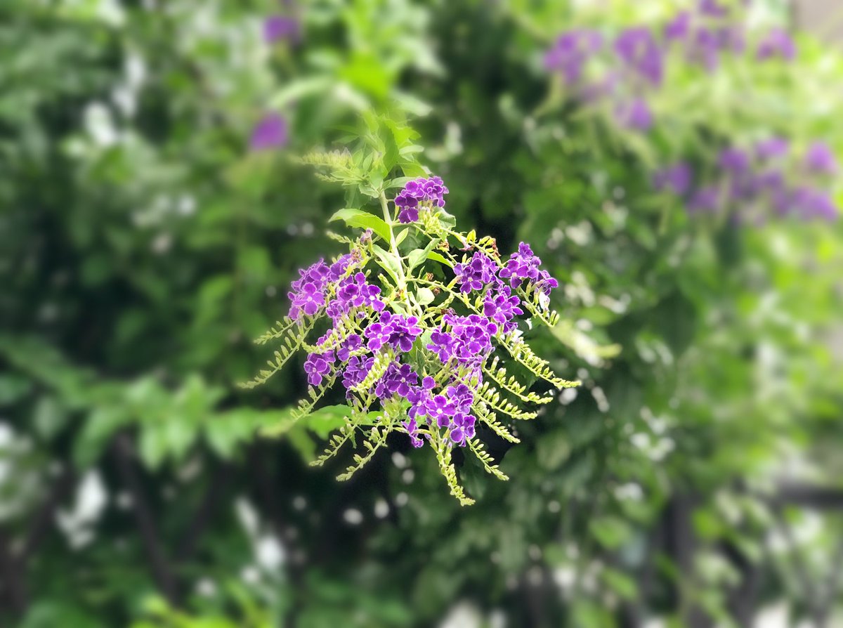 ゆかりん デュランタ あなたを見守る が花言葉 優しさに出会ったような気持ちに