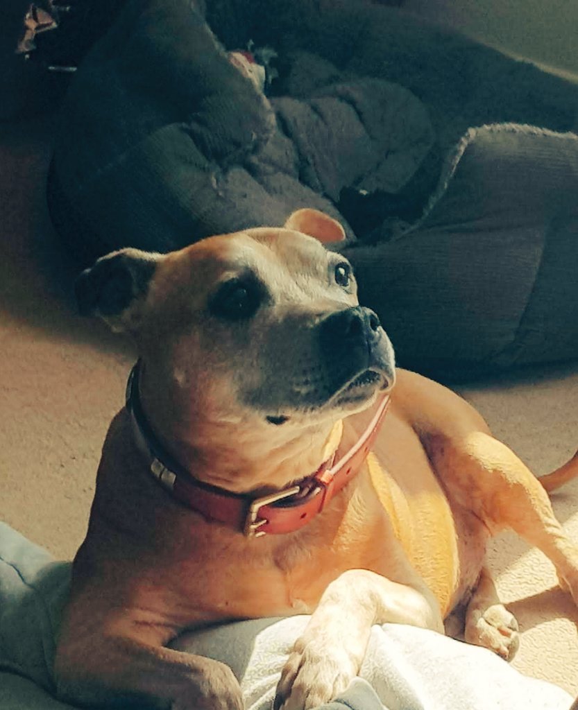 DonScanz's tweet image. Always missed, never forgotten

Red - 23/08/03 — 20/03/19