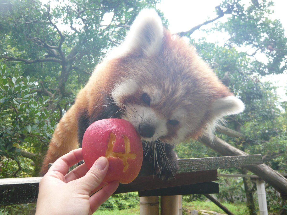 いしかわ動物園 公式 Twitter वर Happy Birthday 8月23日はサンの4歳の誕生日でした サンちゃんおめでとう いしかわ動物園 レッサーパンダ サン 食いしん坊 おもしろ行動をよくします 担当のカメラセンス無さすぎてごめんね T