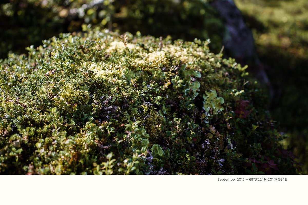 Lichen (Algae and Plant), Crowberry, Blueberry. Get the pre-release on bandcamp buff.ly/2LYxQpL; free updates to full release for supporters! #fieldrecording #otherness #nonhuman  #electronicmusic #lapland #samiland #calm  #residency #microworlds  #friendly_organisms